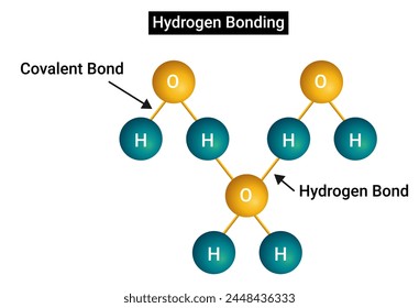 A hydrogen bond (or H-bond) is a primarily electrostatic force of attraction between a hydrogen (H) atom which is covalently bound to a more electronegative atom or group