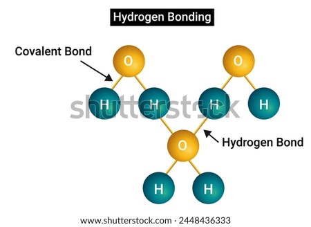 A hydrogen bond (or H-bond) is a primarily electrostatic force of attraction between a hydrogen (H) atom which is covalently bound to a more electronegative atom or group