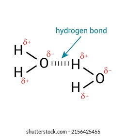 Hydrogen Bond Two Water Molecules Stock Vector (Royalty Free ...