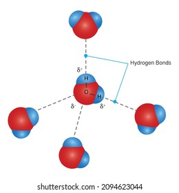 Hydrogen bonding among water molecules. H2O molecules and the arrangement of molecules in vector images, bonding electron formulas and free electrons.