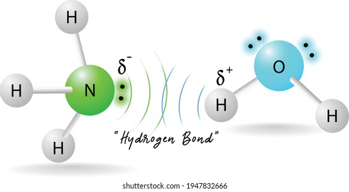 hydrogen bonding between ammonia and water molecules, formation of H bond