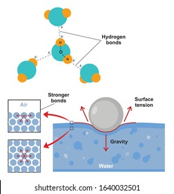 Hydrogen Bonds And Surface Tension