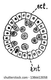 blastula humana