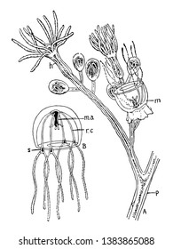 Hydroid Colony which is a small piece, vintage line drawing or engraving illustration.