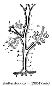 Hydroid are a life stage for most animals of the class Hydrozoa, vintage line drawing or engraving illustration.
