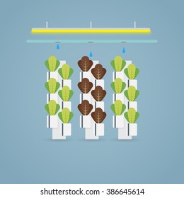 Hydroponic multistory farm. Letucce green and purple.