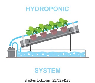 Hydroponic System - growing plants without soil,  in a nutrient medium