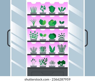 Hydroponic vertical grow rack indoor farming, multiple rows and columns, violet LED glow lights. Industrial Plant Cultivation