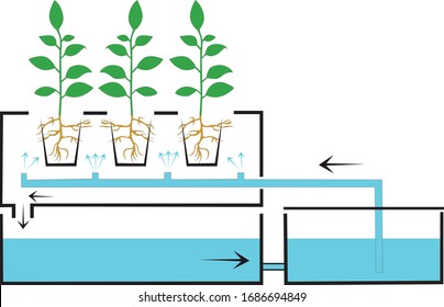 Hidroponía: régimen para las plantas de riego
