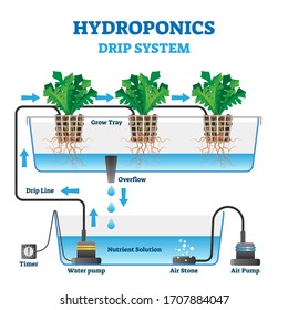 Hydroponics vector illustration. Labeled drip system explanation scheme. Automatic watering technology with air and nutrient supply. Indoor gardening growth farm. Educational organic botany diagram.