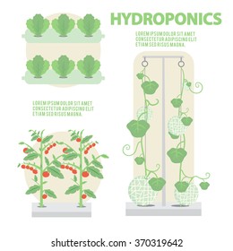 Hydroponics -Vegetable,fruit- Vector Illustration 