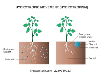 Hydrotropismus ist das richtungsweisende Wachstum der Pflanzenwurzel zu Wasser oder Feuchtigkeit. hydrotropische Bewegung. Botanik-Konzept. tropische Bewegung.