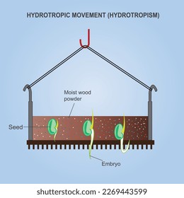 Hydrotropism is the directional growth of plant's root towards water or moisture. hydrotropic movement. botany concept. tropic movement.