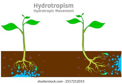 Hydrotropism, hydrotropic movement. Tropic movement plant parts, specifically root and stem, tend to move towards or away from water stimulus. Vector illustration
