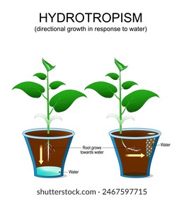 Hidrotropismo en plantas. Crecimiento direccional de la flor en respuesta al agua. La raíz crece hacia el agua. Crecimiento adaptativo de la planta. Orientación vegetal. Ilustración vectorial