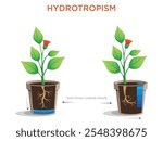 Hydrotropism is a plant