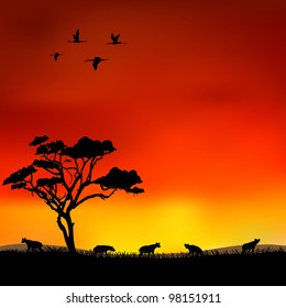 hyena