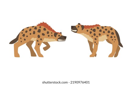 Hyena as Carnivore Mammal with Spotted Coat and Rounded Ears Walking Vector Set