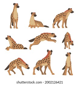 Hyenas as Carnivore Mammal with Spotted Coat and Rounded Ears Sitting, Standing and Running Vector Set
