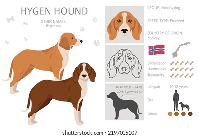 Hygen hound clipart. Different poses, coat colors set.  Vector illustration