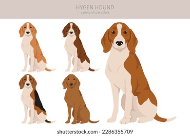 Hygen hound clipart. Different poses, coat colors set.  Vector illustration