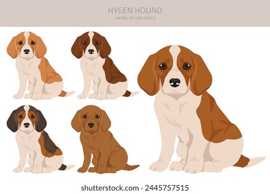 Hygen hound puppy clipart. Different poses, coat colors set.  Vector illustration