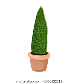 Hygge potted cactus plant. Sansevieria snake plant. Cozy lagom scandinavian style succulent isolated image