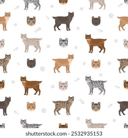 Hyghlander Lynx Cat seamless pattern. All coat colors set.  All cat breeds characteristics infographic. Vector illustration
