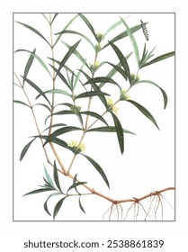 Hygrophila salicifolia, hand-painted floral and botanical painting, hand-painted herbal painting, natural herbs.