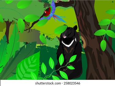 Hymalayan bear in jungles