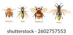 Hymenoptera insects. Realistic bee, wasp hornet bumblebee top view biologic infographic banner, honeybee flying animal bug insect logo icon, cartoon set neat vector illustration
