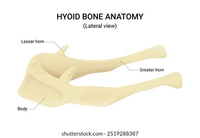 Anatomia Óssea Hioide Visão Lateral