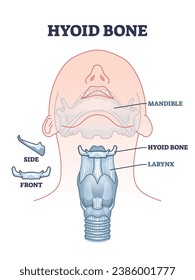 Hyoid bone with skeletal neck and chin parts bone anatomy outline diagram. Labeled educational facial scheme with mandible, hyoid and larynx location vector illustration. Isolated side or front bones