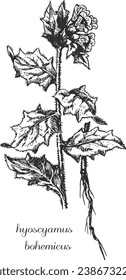 hyoscyamus bohemicus, hyoscyamus branch and root, vector drawing, black and white image of hyoscyamus, hyoscyamus on a transparent background