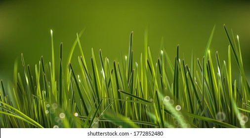 Hyper realistic isolated macro zoom vector field weed grass with shining drops. Can be used on flyers banners or web. 3d green grass land summer style. Vector illustration. EPS 10.