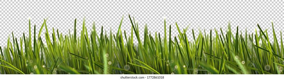 Hyper realistic isolated macro zoom vector field weed grass with shining drops. Can be used on flyers banners or web. 3d green grass land summer style. Vector illustration. EPS 10.