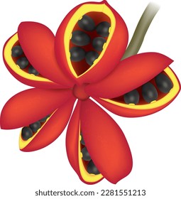 Hyper realistic vector illustration of Sterculia striata. Chicha fruit