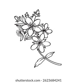 Hypericum flower branch, vector black and white drawing, botanical ink line art. Great for coloring books, herbal packaging, logos, and nature-themed designs.