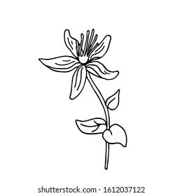 A hypericum flower in doodle style. Hand drawn vector illustration in black ink on white background. Isolated outline.