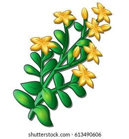 Hypericum flowers (Hypericum perforatum or St John's wort) isolated on white background. Blooming medicinal herb. Vector cartoon close-up illustration.