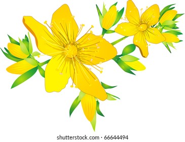 Hypericum, Hidcote, flowers and buds isolated on white