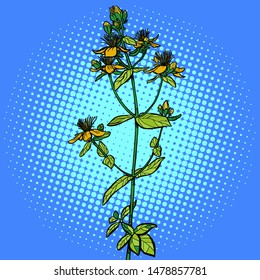 Hypericum. medicinal plant. Pop art retro vector illustration drawing