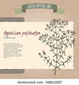 Hypericum perforatum aka common Saint John wort sketch. Green apothecary series. Great for traditional medicine, gardening or cooking design.