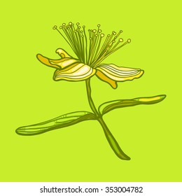 Hypericum perforatum. Botany. Wildflower.