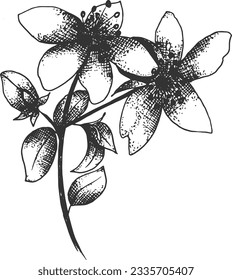 Hypericum perforatum branch hand drawn vector illustration. sketch of floral element. Engraved illustration. Black and white clipart.