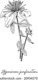 Hypericum perforatum - St. John's wort. Sketchy hand-drawn vector illustration.