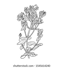 Hypericum perforatum, St. john's worth. Herbal hand drawn engraving illustration, minimalism style. silhouette