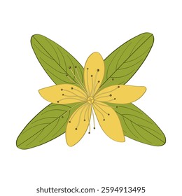 Hypericum, saint johns wort, herbaceous plant for tea and cosmetology, color silhouette
