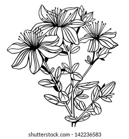 Hypericum, St. John's wort flowers, isolated contour on white background. Vector medical flower illustration.
