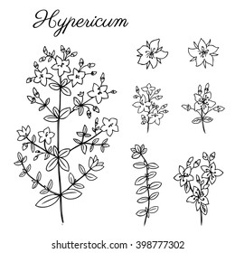 Hypericum, St. John's wort or Hartheu branch vector ink sketch hand drawn healing herb isolated on white background, Tutsan herbs, line art, Collection plant for card, cosmetic, herbal te, medicine